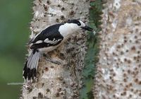 Hook-billed Vanga (Vanga curvirostris) photo