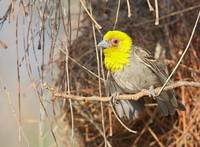 Sakalava Weaver (Ploceus sakalava) photo