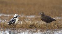 Steller's Eider (Polysticta stelleri) photo