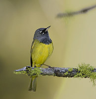 MacGillivray's Warbler (Oporornis tolmiei) photo