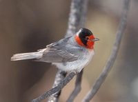 Red-faced Warbler (Cardellina rubrifrons) photo