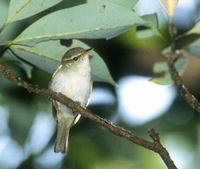 Ijima's Leaf-Warbler (Phylloscopus ijimae) photo