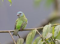 Blue Dacnis (Dacnis cayana) photo