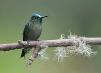 Tyrian Metaltail (Metallura tyrianthina) photo