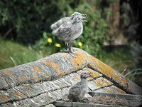 European Herring Gull - Larus argentatus