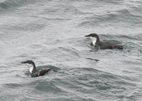 Xantus' Murrelet - Synthliboramphus hypoleucus