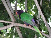 Papuan Lorikeet - Charmosyna papou