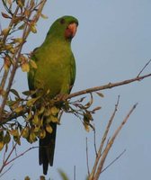 Green Parakeet - Aratinga holochlora