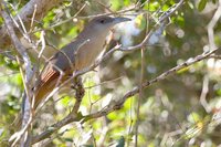 Great Lizard-Cuckoo - Saurothera merlini