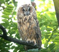 Northern Long-eared Owl - Asio otus