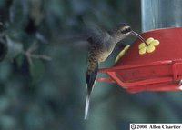 Western Long-tailed Hermit - Phaethornis longirostris