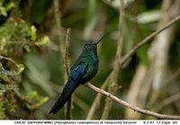 Great Sapphirewing - Pterophanes cyanopterus