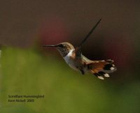 Scintillant Hummingbird - Selasphorus scintilla