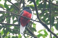 Surucua Trogon - Trogon surrucura