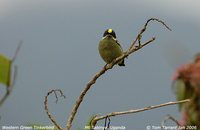 Western Tinkerbird - Pogoniulus coryphaeus