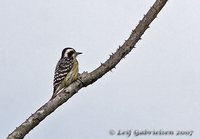 Philippine Woodpecker - Dendrocopos maculatus