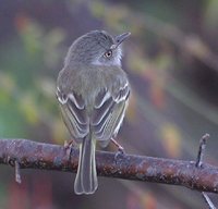 Pearly-vented Tody-Tyrant - Hemitriccus margaritaceiventer
