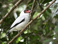 Masked Tityra - Tityra semifasciata