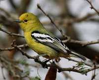 White-tailed Iora - Aegithina nigrolutea