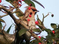 Bohemian Waxwing - Bombycilla garrulus