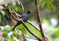 Black-faced Solitaire - Myadestes melanops