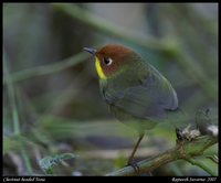 Chestnut-headed Tesia - Tesia castaneocoronata