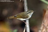 Greenish Warbler - Phylloscopus trochiloides