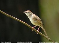 Tawny Grassbird - Megalurus timoriensis