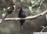 Northern Black-Flycatcher - Melaenornis edolioides
