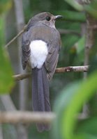 White-rumped Shama - Copsychus malabaricus