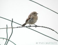 European Stonechat - Saxicola rubicola