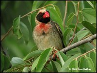 Red-billed Quelea - Quelea quelea