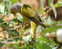 Cape Canary - Serinus canicollis