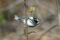 Black-and-white Warbler - Mniotilta varia