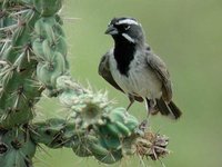 Black-throated Sparrow - Amphispiza bilineata