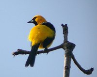 Yellow-backed Oriole - Icterus chrysater