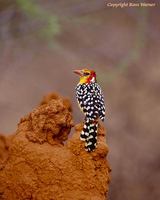 Red and Yellow Barbet