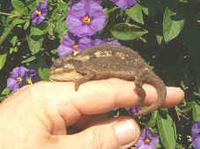 Transvaal Dwarf Chameleon