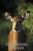 ...Young Defassa waterbuck ( Kobus ellipsiprymnus defassa ) , Queen Elisabeth National Park , Ugand