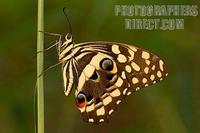 citrus swallowtail stock photo