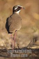 Bronze winged ( Violet tipped ) Courser stock photo