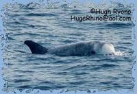 Risso's Dolphin photo by Hugh Ryono, HugeRhino@aol.com