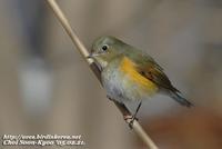 Fig. 4. Red-flanked Bluetail : 유리딱새