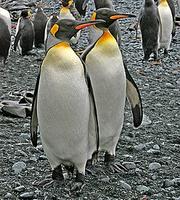 ...Finally, we can take you to the Antarctic region where penguins and albatrosses thrive, and fant