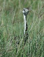 Black-bellied Bustard p.116