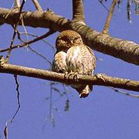 61. 티벳올빼미(斑頭鵂鶹, 반두휴류 ban tou xiu liu) Glaucidium cuculoides