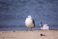 세가락갈매기 Black-Legged Kittiwake Larus tridactyla