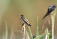 갈색제비(Riparia riparia) (Bank Swallow(Sand Martin))