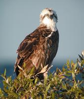 Osprey (Pandion haliaetus)