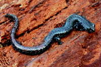 : Batrachoseps wrightorum; Oregon Slender Salamander